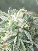 IMG_20210228_201037618.jpg