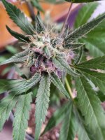 Bud Pic.jpg