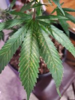 fading leaf.jpg