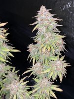 photo132900.jpg