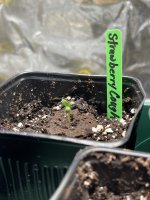 Trileaf Strawberry Cough.jpg