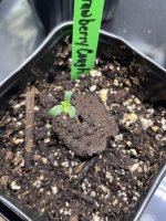 Trileaf?.jpg