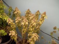 DSCN1646.JPG