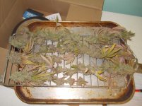 DSCN1651.JPG
