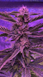 photo133097.png