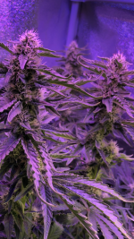 photo133098.png