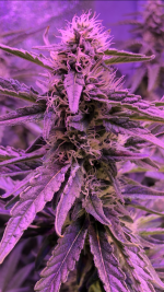 photo133099.png