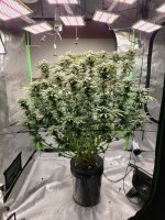 big girl 3-11.jpg