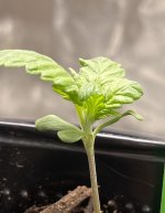 strawberry cough.jpg