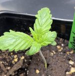 strawberry cough 2.jpg