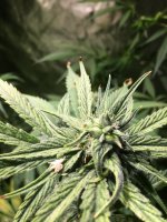 photo133827.jpg