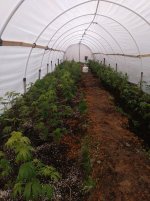 Outdoor Greenhouse.JPG