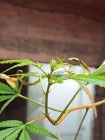 20170323_193603.jpg
