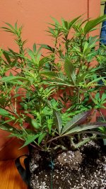 photo14880.jpg