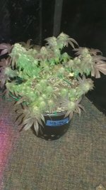 20170328_180602.jpg