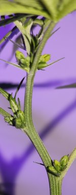 IMG_20210411_073420.jpg