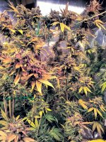 photo135714.jpg