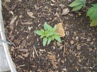 photo136140.jpg