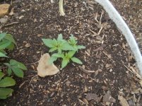 photo136141.jpg