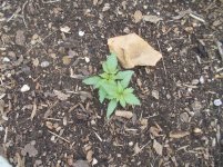 photo136143.jpg