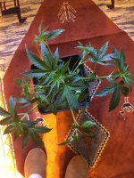 photo136353.jpg