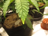 IMG_0306.JPG