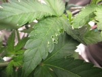 IMG_0310.JPG