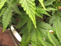 IMG_0332.JPG