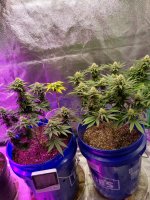 strain3.jpg