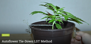 photo137141.png