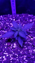 photo137213.jpg