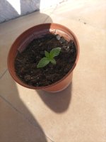 IMG_20210206_115754.jpg