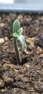 IMG_20210429_163516.jpg