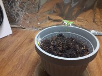 photo137860.jpg