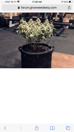 photo137945.png