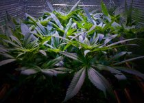 Blue Dream May 1 -- 2 wks FLIP& Blooming - 1.jpeg