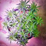Blue Dream April 8 -- 13 Weeks & Recovering - 1.jpeg