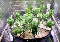 04-01-2021 Blue Dream Sick - 1.jpeg
