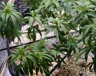 04-01-2021 Blue Dream Sick - 2.jpeg