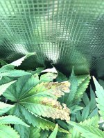 IMG_6126.jpeg