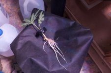 Click image for larger version Name: Ed Rosenthal Grower's Guides - 1.jpeg Views: 0 Size: 396.7 KB ID: 514423 Click image for larger version Name: Ed Rosenthal Grower's Guides - 1.jpeg Views: 0 Size: 396.7 KB ID: 514423