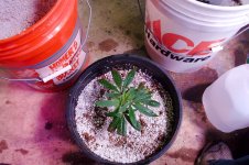 Click image for larger version Name: May 02 Blue Dream Clone Transplant - 6.jpeg Views: 0 Size: 403.1 KB ID: 514427 Click image for larger version Name: May 02 Blue Dream Clone Transplant - 6.jpeg Views: 0 Size: 403.1 KB ID: 514427