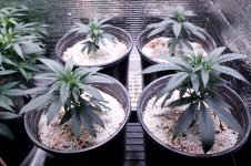 Click image for larger version Name: May 02 Blue Dream Clone Transplant - 6.jpeg Views: 0 Size: 403.1 KB ID: 514427 Click image for larger version Name: May 02 Blue Dream Clone Transplant - 6.jpeg Views: 0 Size: 403.1 KB ID: 514427