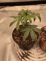 Plant1.jpg