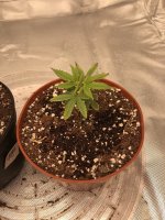 Plant2.jpg
