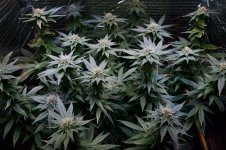 05-13-2021 Continuous Grow  - 1.jpeg