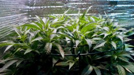 05-13-2021 Continuous Grow  - 4.jpeg