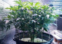 05-13-2021 Continuous Grow  - 5.jpeg