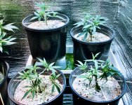 05-13-2021 Continuous Grow  - 6.jpeg