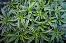 05-13-2021 Continuous Grow  - 3.jpeg